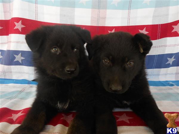 German Shepherd Puppies